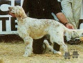 Setter Anglais INCA DE MANUEVA DES DUNES D'ARGENT